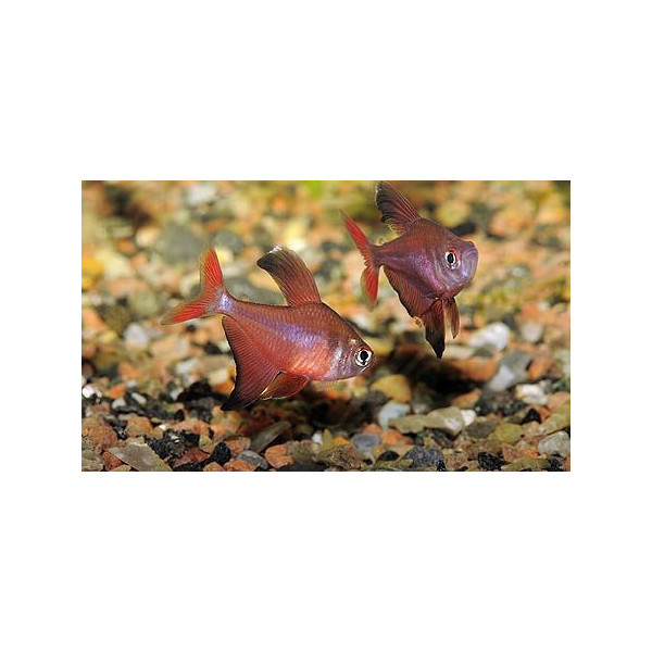 Tetra rojo de Perú Hyphessobrycon jackrobertsi