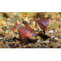 Tetra vermell de Perú Hyphessobrycon jackrobertsi