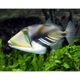 Rhinecanthus aculeatus Ballesta picasso XL