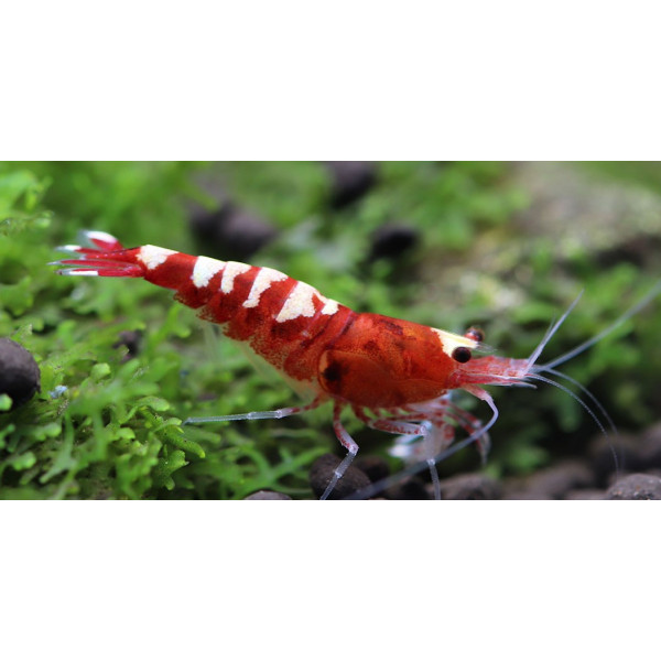 Gamba Pinto Multistripes red