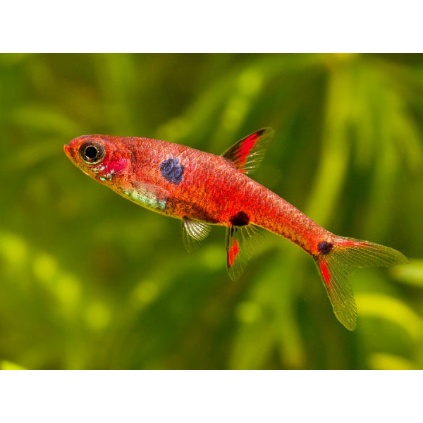 Rasbora pygmea, Rasbora naevus