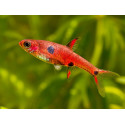 Rasbora pygmea, Rasbora naevus