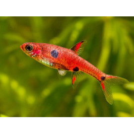 Rasbora pygmea, Rasbora naevus