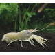 Langosta Blancanieves Procambarus alleni Charax pauciradiatus