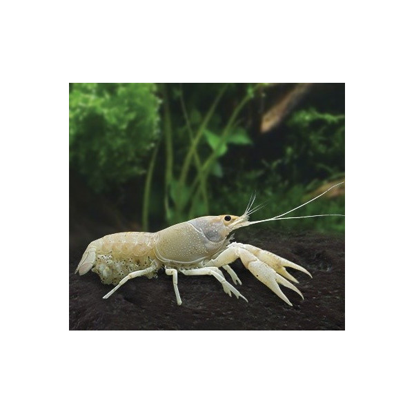 Langosta Blancanieves Procambarus alleni Charax pauciradiatus