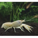 Langosta Blancanieves Procambarus alleni Charax pauciradiatus