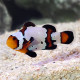 Amphiprion ocellaris Black Ice Snowflake PAIR