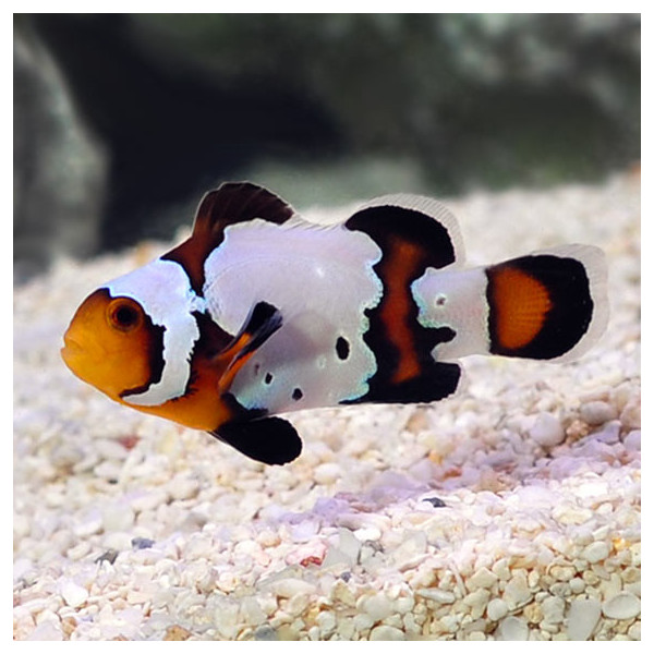 Amphiprion ocellaris Black Ice Snowflake PAIR