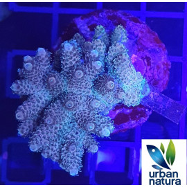 Acropora sp Pieza CITES: ES-cc-5000520-i