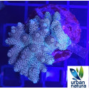 Acropora sp Pieza 