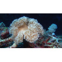 Sarcophyton spp L/XL