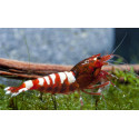 Gamba Red Galaxy