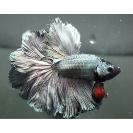 Betta macho half moon copper