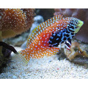 MACROPHARYNGODON BIPARTITUS M