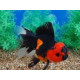 Oranda Rojo negro L