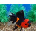 Oranda Rojo negro L