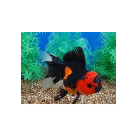 Oranda Rojo negro L