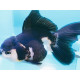 oranda panda hqf L