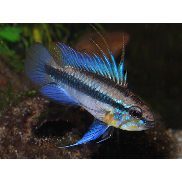 Apistogramma trifasciata