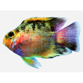 Ciclido lloro S Amphilophus citrinellus x Heros severum