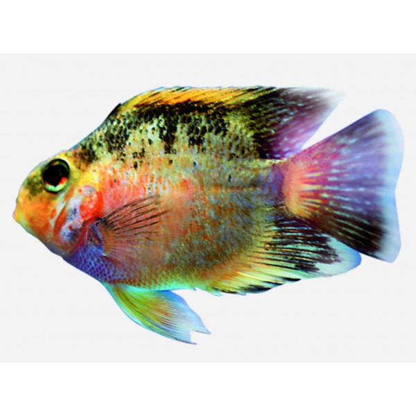 Ciclido loro S Amphilophus citrinellus x Heros severum