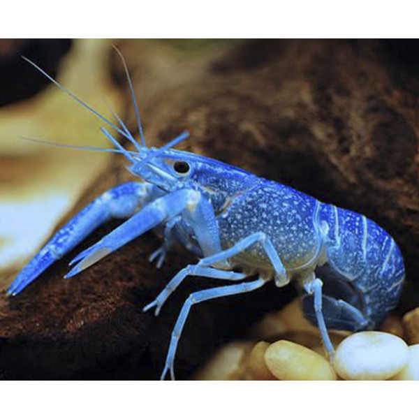 langosta azul cherax quadricarinatus