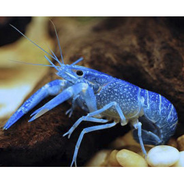 langosta azul cherax quadricarinatus