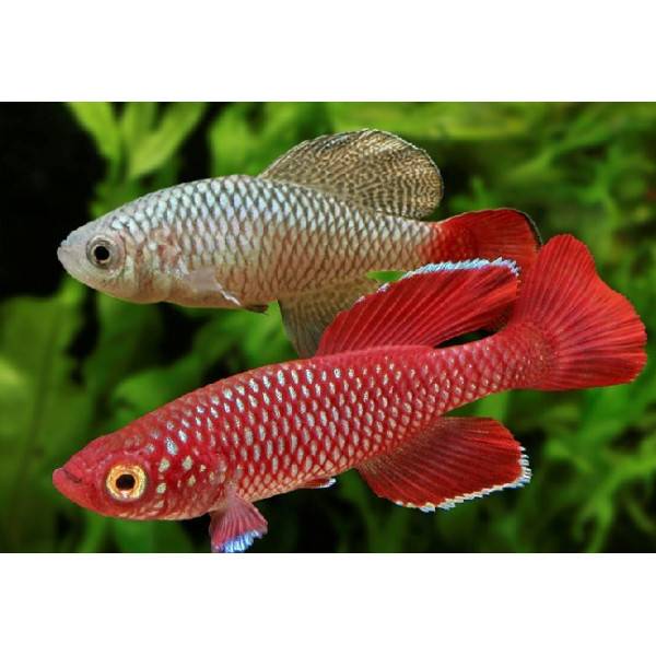 Nothobranchius korthausae Rojo