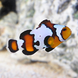 Snow flake black Amphiprion ocellaris Parella