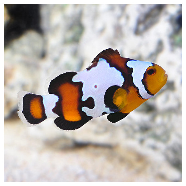 Snow flake black Amphiprion ocellaris