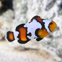 Snow flake black Amphiprion ocellaris Pareja