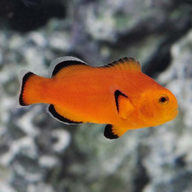 Amphiprion ocellaris naked parella