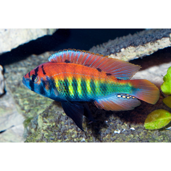 Haplochromis nyererei