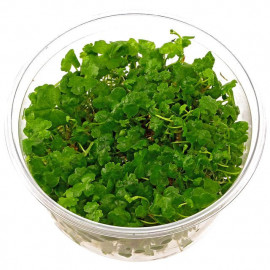 hydrocotyle tripartita japan in vitro