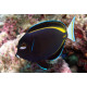 ACANTHURUS NIGRICANS 6-8CM (ACANTHURUS NIGRICANS)