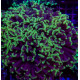 Euphyllia ancora green Premium