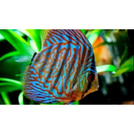 Discus deluxe Turquesa perla