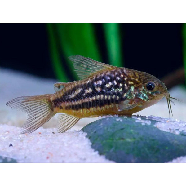 Corydoras nanus