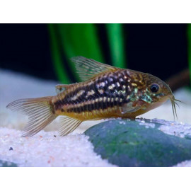 Corydoras nanus