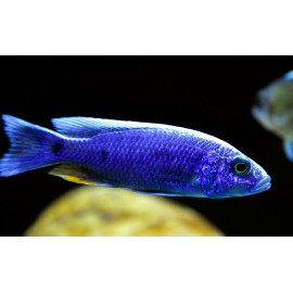 Sciaenochromis fryeri iceberg