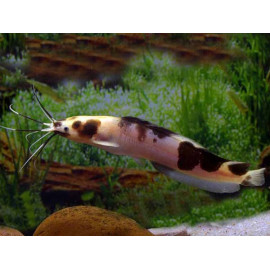 Clarias Marmol Clarias batrachus L