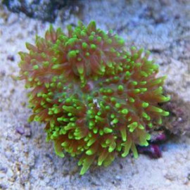 RHODACTIS INDOSINENSIS VERDE FLUOR