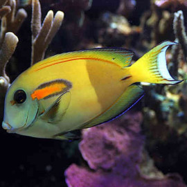 Acanthurus olivaceus L