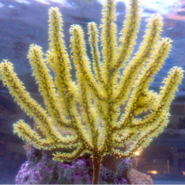 Golden Polyp Gorgonia menelia spp