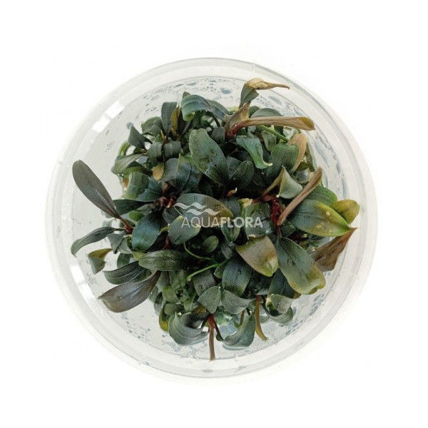 Bucephalandra blue green in vitro