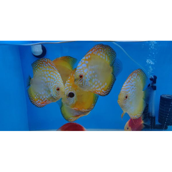 Discus deluxe Panda 10-11cm