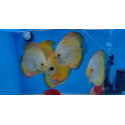 Discus deluxe Panda 10-11cm