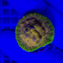 Psammocora frag Orange green 