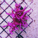 STYLOPHORA HYSTRIX Pink Ultra M 