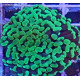 Euphyllia ancora esqueje